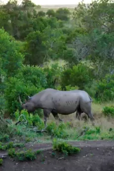 Explore the Big Five safari Kenya experience with Estleon Adventures. Discover lions, elephants, leopards, rhinos and buffalo on an unforgettable safari.