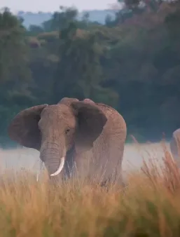 safari company Kenya