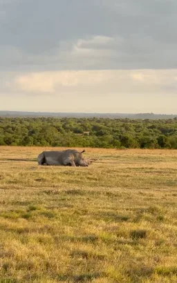 Safari Company Kenya